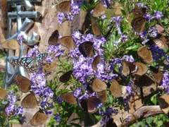 Purple Butterfly Valley-Two Year Butterfly Viewing event
