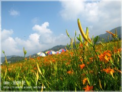 Flowers in Nantou3