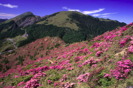 Hehuan Mountain, red-hairy rhododendrons